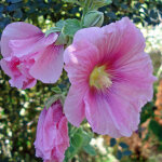4 x rose tr�mi�re 'rosea ' - alcea rosea 'rosea' - godet 9x9 cm