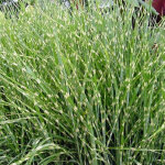 4 x roseau de chine - miscanthus sinensis 'zebrinus' - godet