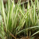 4 x ruban de berg�re panach� 'feesey' - godet 9x9 cm