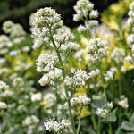 4 x val�riane - centranthus ruber 'albus' - godet 9x9 cm