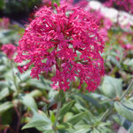 4 x val�riane - centranthus ruber 'coccineus' - godet 9x9 cm