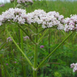 4 x val�riane officinale - valeriana officinalis - godet 9x9 cm