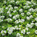 4 x v�ronique rampante - veronica repens - godet 9x9 cm