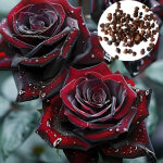 400 graines de roses parfum�es noir et rouge - pour plantation en pot sur balcon ou jardin - fleurs exotiques ...