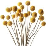 40pcs billy balls fleurs s�ch�es jaune billy button balles plante fleurs s�ch�es vraies fleurs pour d�coration ...