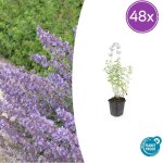 48x nepeta 'walker?s low' pot �9 cm hauteur 10 - 25 cm? comfortxl green