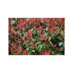 Vivaio garden forest - 50 plantes de photinia robin rouge h 130 / 140 cm env. photos relles plantes ...