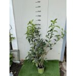 Vivaio garden forest - 50 plantes viburnum lucidum (viburnum lucidum) h 90 / 100cm photos relles plantes ...