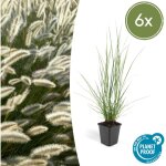 6x plante pennisetum alopecuroides 'hameln' - ?10 - 25cm - �9cm? comfortxl green