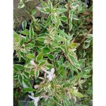 Ablia  grandes fleurs 'confetti' pot de 3l / 4l