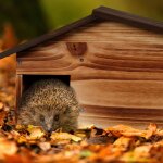 Abri pour herissons avec toit en pente en pin