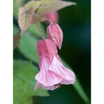 Abutilon 'pink charm' pot de 3l / 4l