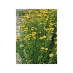 Achill�e 'cloth of gold' godet de 8 / 9 cm