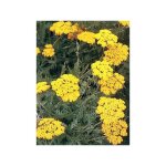 Achille 'coronation gold' godet de 8 / 9 cm
