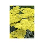 Achille 'little moonshine' godet de 8 / 9 cm