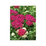 Achill�e millefeuille 'cerise queen' pot de 2l / 3l