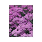 Achille millefeuille 'lilac beauty' godet de 8 / 9 cm