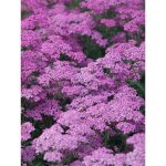 Achille millefeuille 'lilac beauty' pot de 2l / 3l