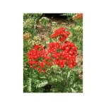 Achille millefeuille 'paprika' pot de 2l / 3l