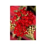 Achille millefeuille 'red velvet' godet de 8 / 9 cm