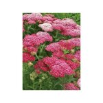 Achille millefeuille 'saucy seduction' godet de 8 / 9 cm
