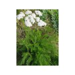 Achille millefeuille 'white beauty' godet de 8 / 9 cm