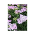 Achille millefeuille 'wonderful wampee' godet de 8 / 9 cm