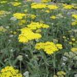 Achillée 'moonshine' pot de 2l / 3l Achillée 'moonshine' pot de 2l / 3l