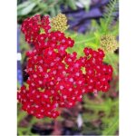 Achill�e 'petra' godet de 8 / 9 cm