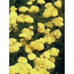 Achill�e taygetea godet de 8 / 9 cm