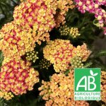 Achillée terracotta bio / lot de 3 godets Achillée terracotta bio / lot de 3 godets