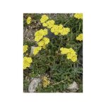 Achill�e tomenteuse godet de 8 / 9 cm