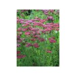 Achill�e 'velour' godet de 8 / 9 cm