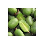 Vivaio garden forest - actinidia arguta jumbo kiwi glabre photos r�elles h 100cm