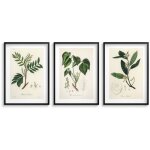 Affiches de cuisine, photos dans un cadre noir, herbes, d�coration vintage