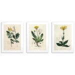 Affiches pour la cuisine plantes m�dicinales d�coration murale pissenlit 3x50x70