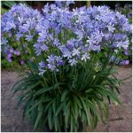 Agapanthe charlotte® / pot de 4l Agapanthe charlotte® / pot de 4l