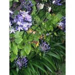 Agapanthe 'peter pan' racines nues, qualit� extra �quivalant � un pot de 2l