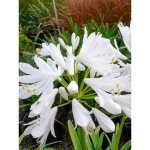 Agapanthe 'white baby' pot de 2l / 3l