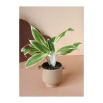 Aglaonema lipstick green plante d'intrieur pot photo rel 12cm h 40cm