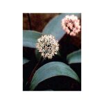 Ail d'ornement � feuilles larges pot de 12 cm / 13 cm