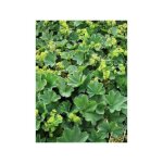 Alchemille vulgaris godet de 8 / 9 cm