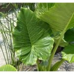 Vivaio garden forest - alocasia macrorrhhiza, boucle d'oreille elephant, photos relles h 80cm