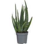 Aloe vera - aloe barbadensis - hauteur 25 - 40cm - ?10, 5cm
