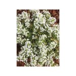 Alysse odorante 'carpet of snow' sachet de 1g
