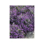 Alysse odorante 'oriental nights' le sachet de 1050 graines (0, 5g)