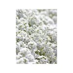 Alysse odorante 'snowcloth' le sachet de 1050 graines (0, 5g)
