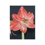 Amaryllis 'lady jane' bulbe calibre 26 / 28, extra