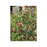 Amelanchier arbuste dress� 80 / 100cm ? feuillage dense caduc ? fleurs blanches �toil�es ? exposition ...
