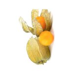 Amour en cage coqueret du prou le sachet de 1000 graines (1g)